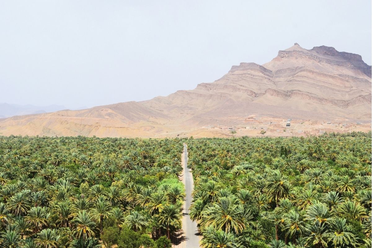 Straight road cutting through a lush palm oasis with desert mountains in the background, southern Morocco.