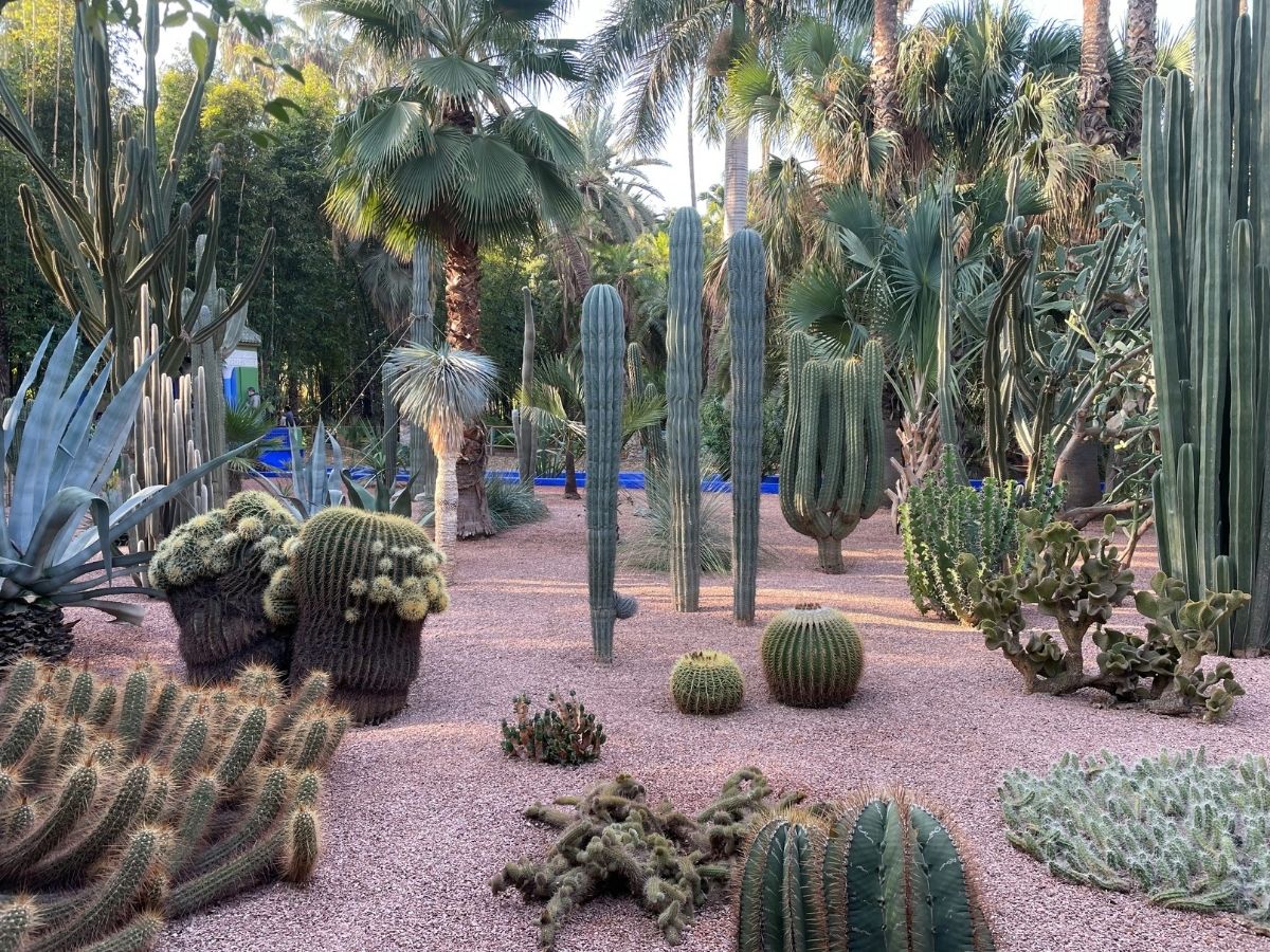 You are currently viewing The Secret Gardens of the Medina: Hidden Oases in Morocco’s Heart