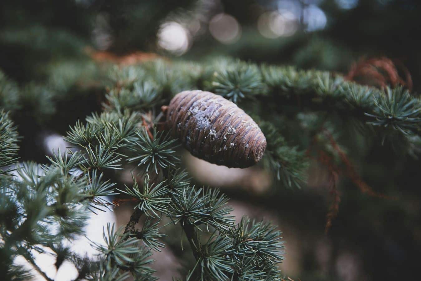 Read more about the article The Sacred Cedars: Guardians of Morocco’s Mountains