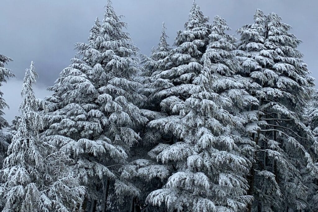 Snow-covered cedar trees in the Middle Atlas Mountains of Morocco during winter.