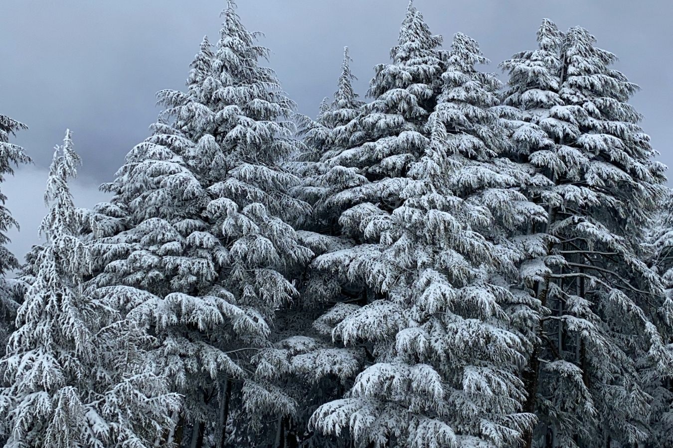 Snow-covered cedar trees in the Middle Atlas Mountains of Morocco during winter.